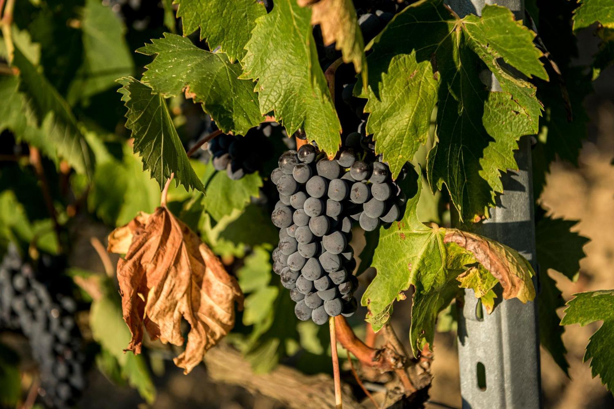 Agriturismo Le Tre Pietre - Podere Nel Chianti Quercegrossa Extérieur photo