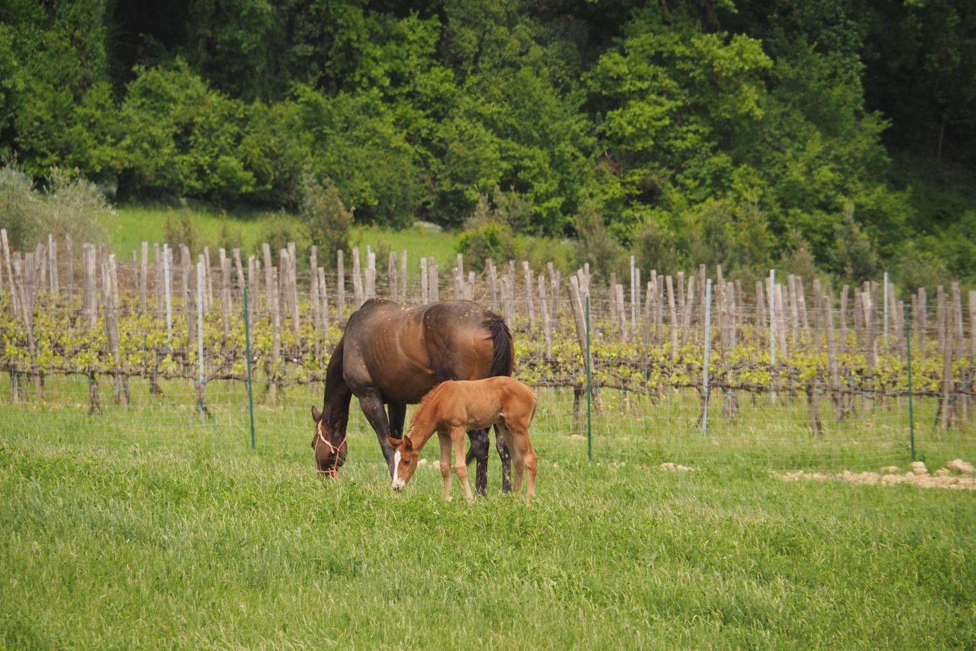 Agriturismo Le Tre Pietre - Podere Nel Chianti Quercegrossa Extérieur photo