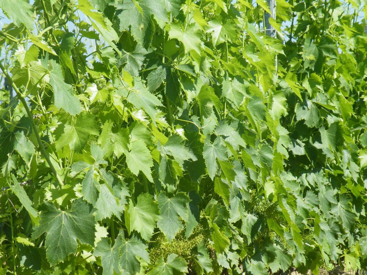 Agriturismo Le Tre Pietre - Podere Nel Chianti Quercegrossa Extérieur photo
